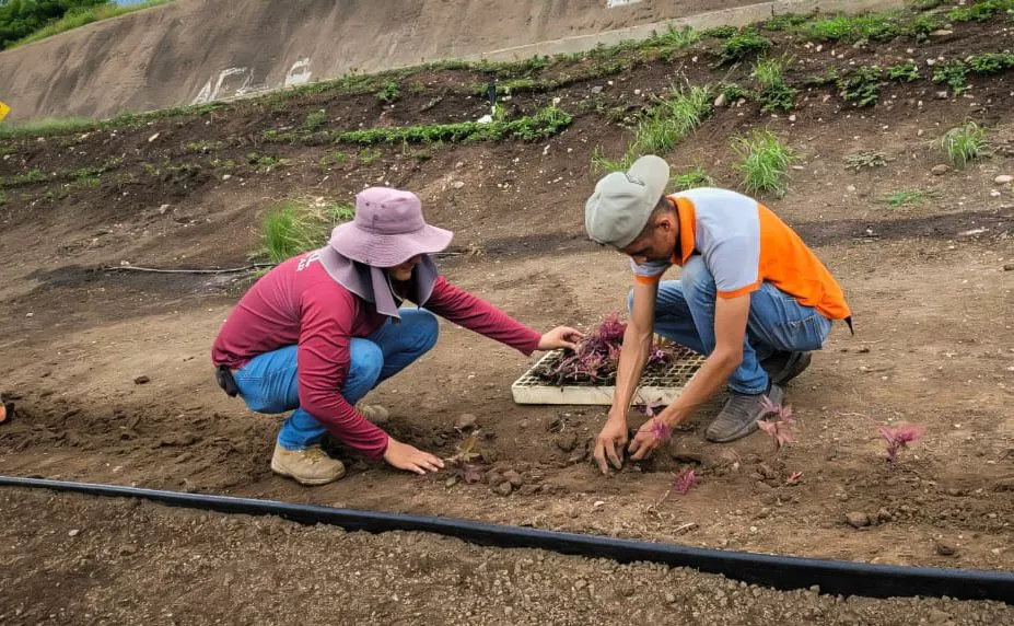 AYUNTAMIENTO IMPULSA REHABILITACIÓN URBANA EN CAMELLÓN DE LA AV. ÁLVARO OBREGÓN SUR