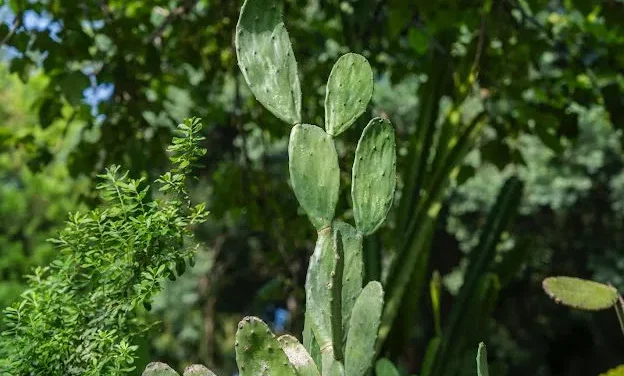 EL NOPAL, UN REGALO DE LA NATURALEZA MEXICANA PARA EL MUNDO