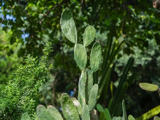 EL NOPAL, UN REGALO DE LA NATURALEZA MEXICANA PARA EL MUNDO