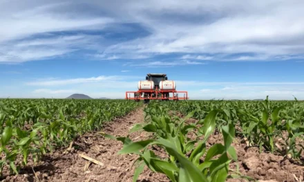 INSUMOS ENCARECEN EL PRÓXIMO CICLO AGRÍCOLA EN SINALOA