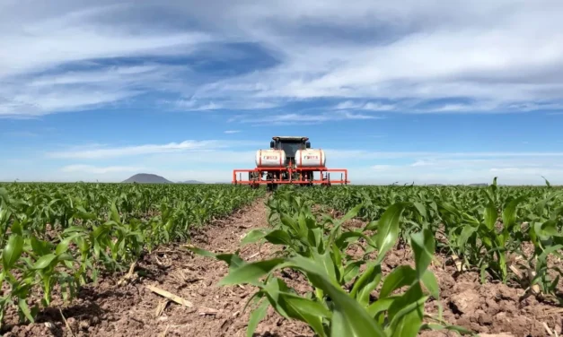 INSUMOS ENCARECEN EL PRÓXIMO CICLO AGRÍCOLA EN SINALOA
