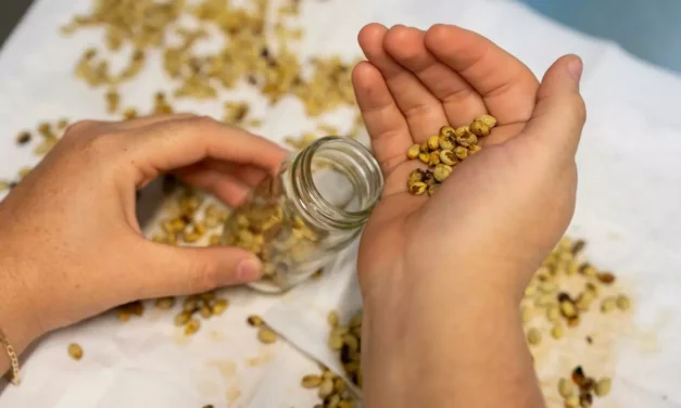 OBTIENE JARDÍN BOTÁNICO CULIACÁN APORTACIÓN DEL BOTANIC GARDENS CONSERVATION INTERNATIONAL PARA PROTECCIÓN DE ESPECIES EN RIESGO