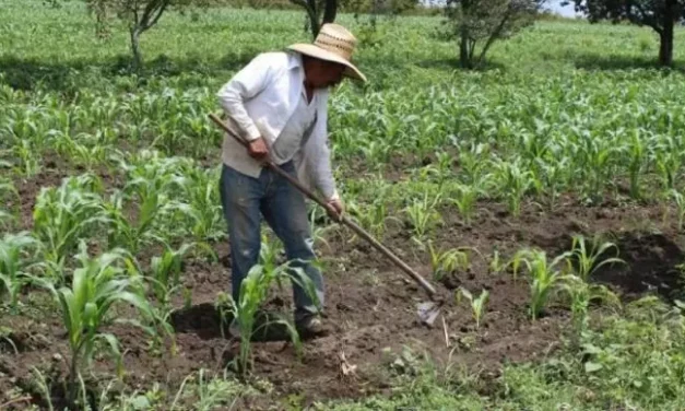 SECTOR CAMPESINO RECONOCE ENTREGA DE SEMILLAS A TEMPORALEROS