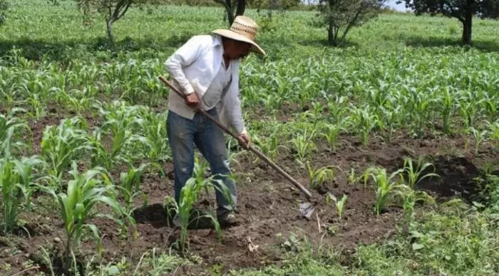 SECTOR CAMPESINO RECONOCE ENTREGA DE SEMILLAS A TEMPORALEROS