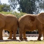 ACTIVISTAS ANIMALISTAS QUERÍAN LLEVAR A ELY A UN SUPUESTO SANTUARIO EN BRASIL