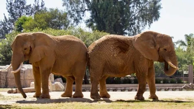 ACTIVISTAS ANIMALISTAS QUERÍAN LLEVAR A ELY A UN SUPUESTO SANTUARIO EN BRASIL