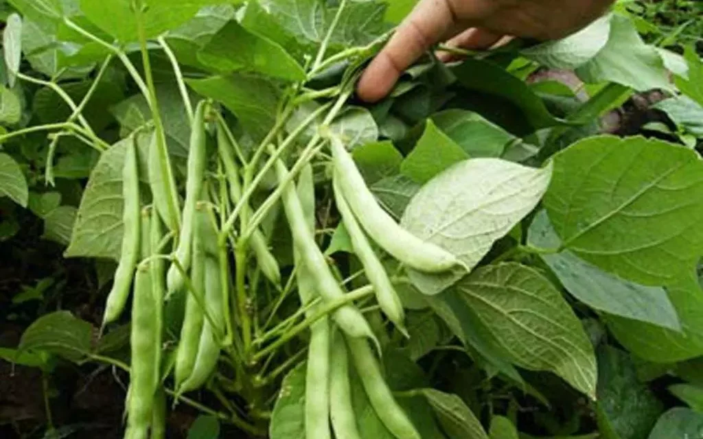 SECTOR CAMPESINO PIDE EVITAR COMPRA DE SEMILLA SIN CERTIFICACIÓN