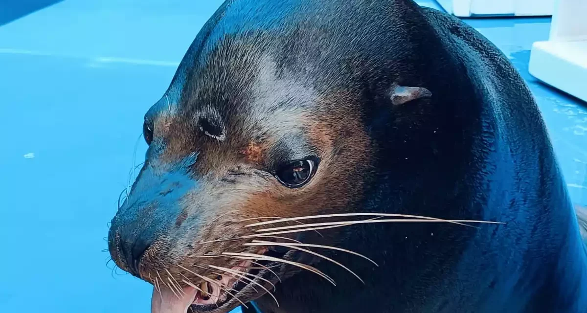 GRAN ACUARIO MAZATLÁN INVITA A CENA BENÉFICA A FAVOR DE LA PROTECCIÓN DE LA FAUNA SILVESTRE