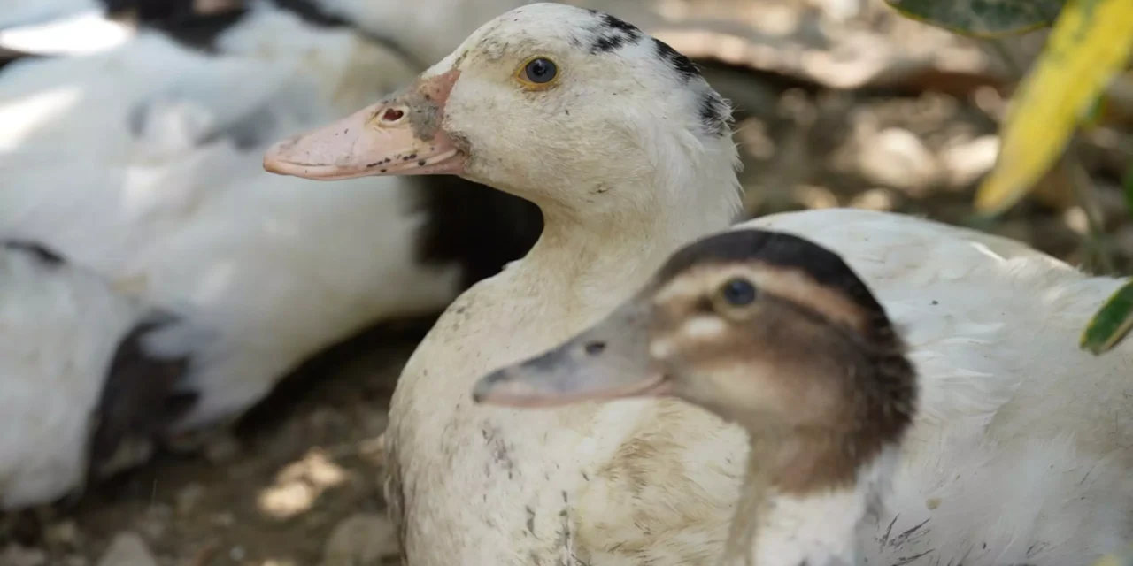 UNBIO EXIGE A LA PROFEPA ACTUAR DE INMEDIATO ANTE EL DERRAME DE HIDROCARBUROS EN EL RÍO PANTEPEC