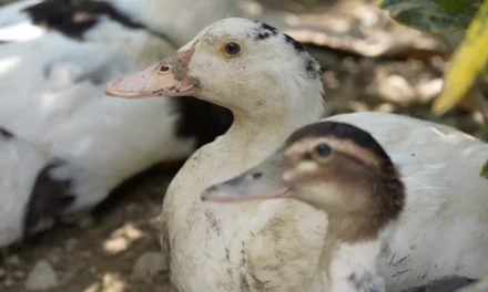 UNBIO EXIGE A LA PROFEPA ACTUAR DE INMEDIATO ANTE EL DERRAME DE HIDROCARBUROS EN EL RÍO PANTEPEC
