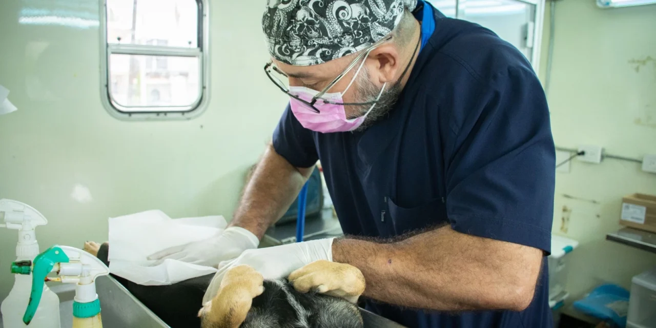 DIF BIENESTAR EL VALLADO MANTIENE CAMPAÑA PERMANENTE DE ESTERILIZACIÓN GRATUITA PARA PERROS Y GATOS