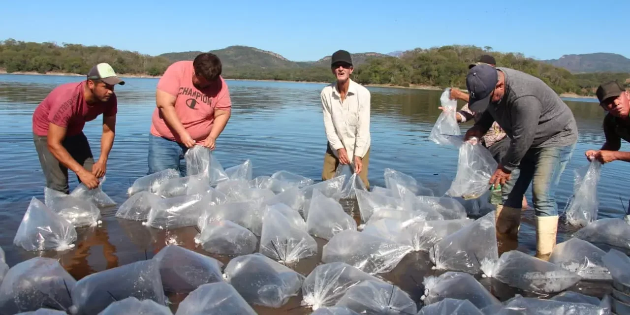 SIEMBRAN 250 MIL ALEVINES EN LA PRESA VINORAMAS PARA FORTALECER ACTIVIDAD PESQUERA LOCAL