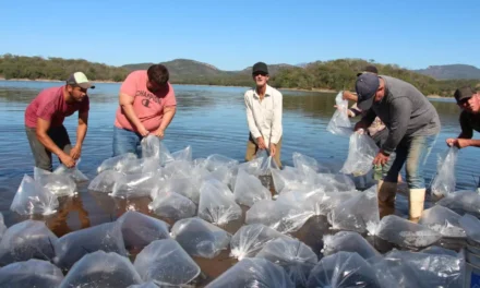 SIEMBRAN 250 MIL ALEVINES EN LA PRESA VINORAMAS PARA FORTALECER ACTIVIDAD PESQUERA LOCAL
