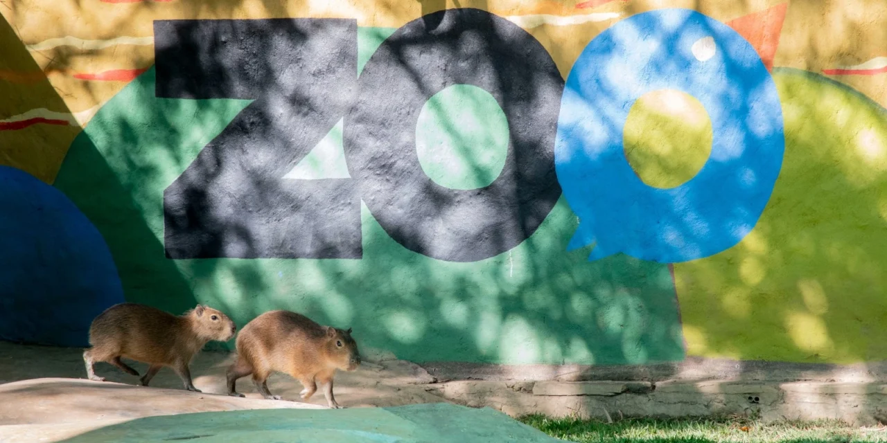 CON LLENO TOTAL, FAMILIAS CELEBRAN LA LLEGADA DE LOS NUEVOS CAPIBARAS AL ZOO CULIACÁN