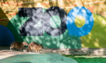 CON LLENO TOTAL, FAMILIAS CELEBRAN LA LLEGADA DE LOS NUEVOS CAPIBARAS AL ZOO CULIACÁN