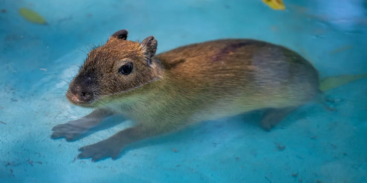 LOS NUEVOS CAPIBARAS DEL ZOO CULIACÁN YA ESTÁN EN MANOS DE NIÑAS Y NIÑOS PARA ELEGIR SU NOMBRE