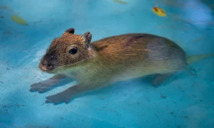 LOS NUEVOS CAPIBARAS DEL ZOO CULIACÁN YA ESTÁN EN MANOS DE NIÑAS Y NIÑOS PARA ELEGIR SU NOMBRE