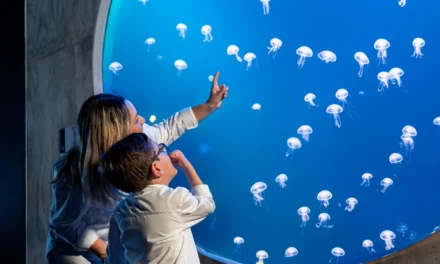 GRAN ACUARIO MAZATLÁN LANZA PAQUETE ESPECIAL PARA RESIDENTES LOCALES