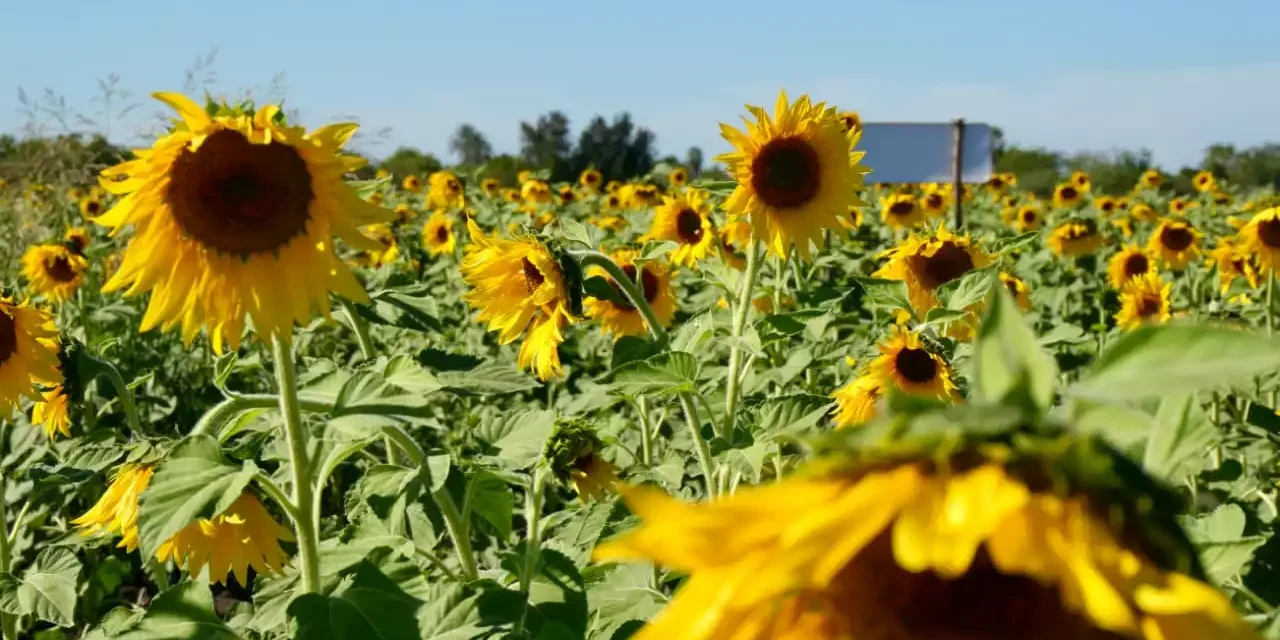 MOCORITO SE POSICIONA COMO UN DESTINO CON ENCANTO Y ESPLENDOR NATURAL