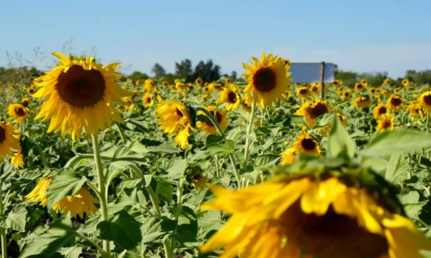 MOCORITO SE POSICIONA COMO UN DESTINO CON ENCANTO Y ESPLENDOR NATURAL