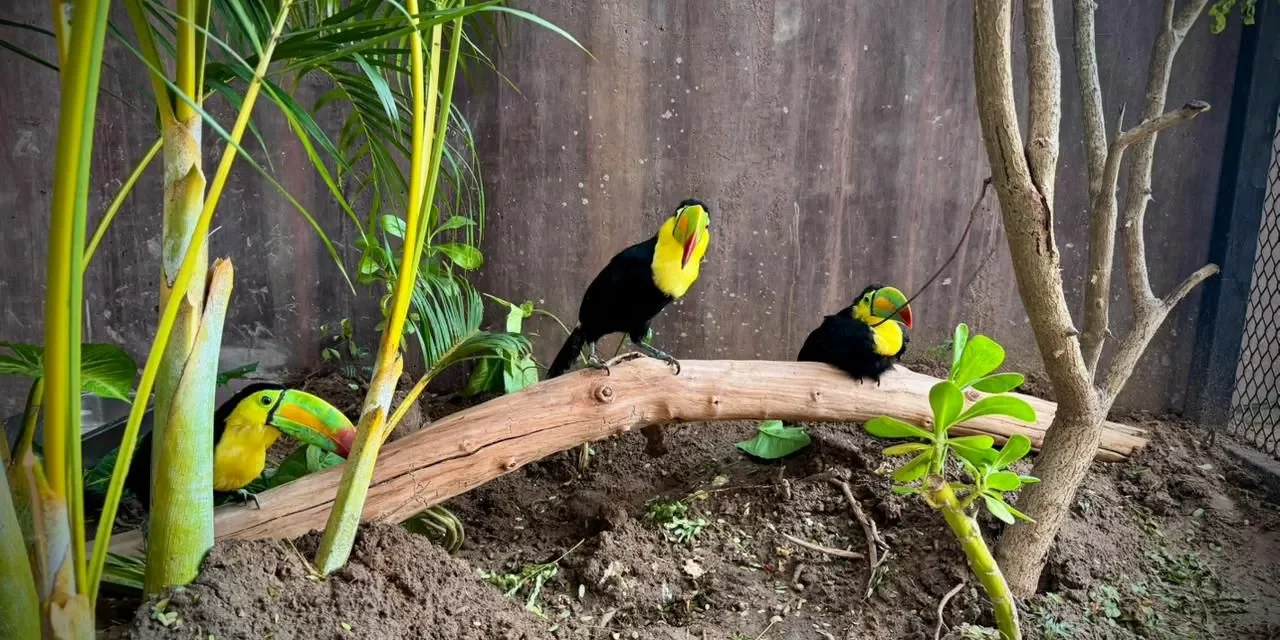 TUCANES: LOS NUEVOS EMBAJADORES DE VIDA EN EL GRAN ACUARIO MAZATLÁN