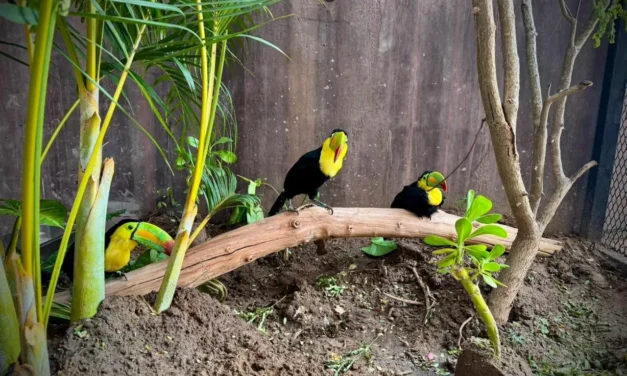 TUCANES: LOS NUEVOS EMBAJADORES DE VIDA EN EL GRAN ACUARIO MAZATLÁN
