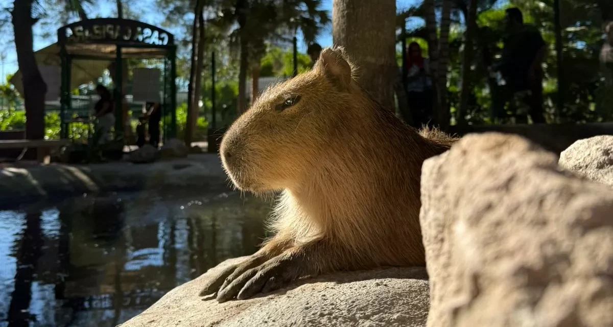 DESCUBRE EL GRAN ACUARIO: UNA EXPERIENCIA IMPERDIBLE EN TU VISITA