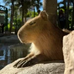 DESCUBRE EL GRAN ACUARIO: UNA EXPERIENCIA IMPERDIBLE EN TU VISITA