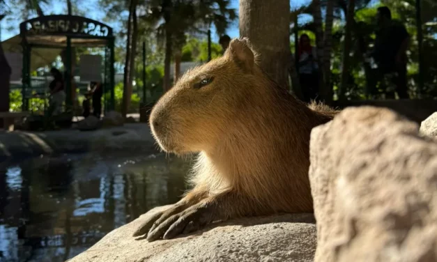 DESCUBRE EL GRAN ACUARIO: UNA EXPERIENCIA IMPERDIBLE EN TU VISITA