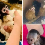 DESDE POLÍTICOS HASTA INFLUENCERS, PRESUMEN POSESIÓN DE MONOS