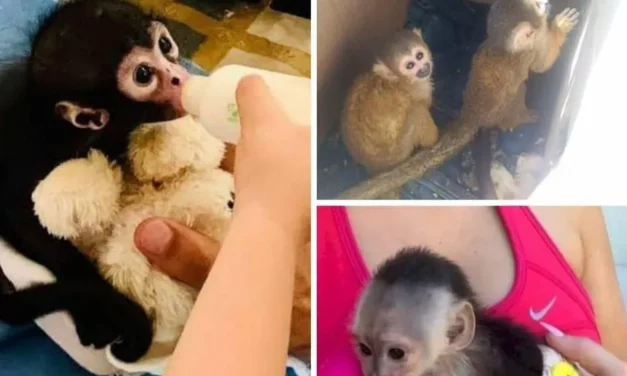 DESDE POLÍTICOS HASTA INFLUENCERS, PRESUMEN POSESIÓN DE MONOS