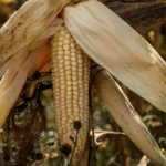 MAÍZ OPERARÍA 40% BAJO PUNTO DE EQUILIBRIO