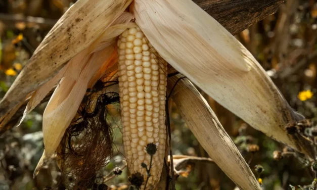 MAÍZ OPERARÍA 40% BAJO PUNTO DE EQUILIBRIO