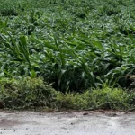 PRODUCTORES ENFRENTAN PÉRDIDAS PESE A SEGUROS AGRÍCOLAS: COUC