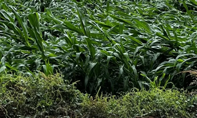 PRODUCTORES ENFRENTAN PÉRDIDAS PESE A SEGUROS AGRÍCOLAS: COUC