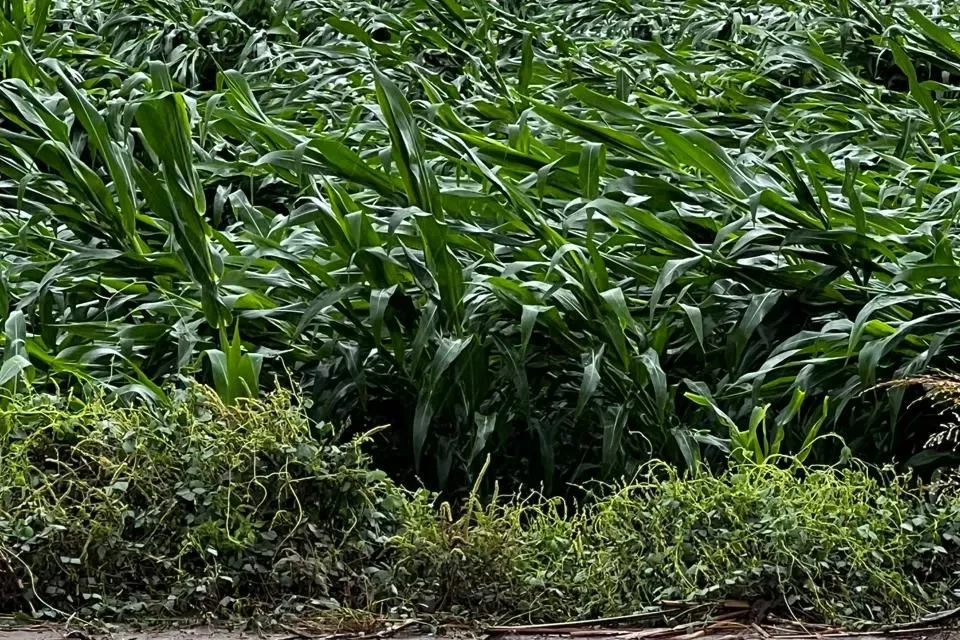 PRODUCTORES ENFRENTAN PÉRDIDAS PESE A SEGUROS AGRÍCOLAS: COUC