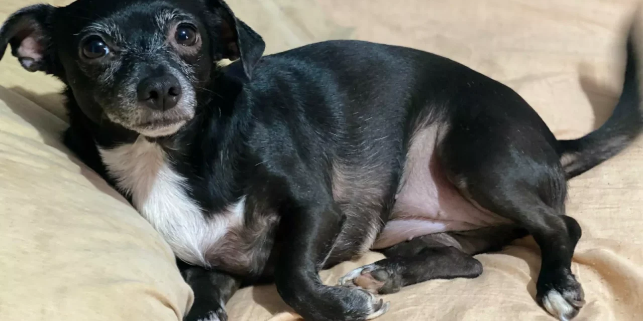 CÓMO LAS MASCOTAS MARCAN EL RITMO DE VIDA EN LOS HOGARES MEXICANOS