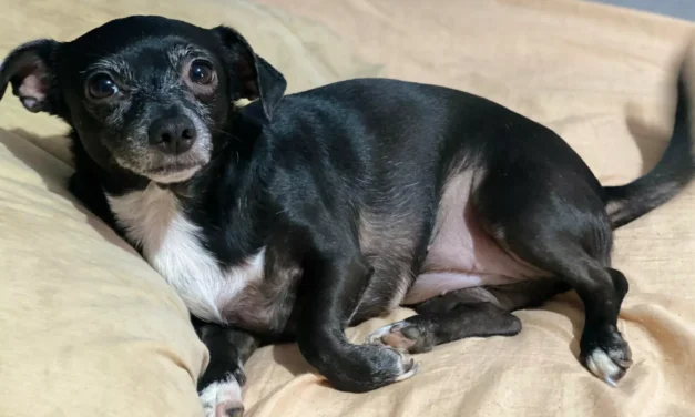 CÓMO LAS MASCOTAS MARCAN EL RITMO DE VIDA EN LOS HOGARES MEXICANOS