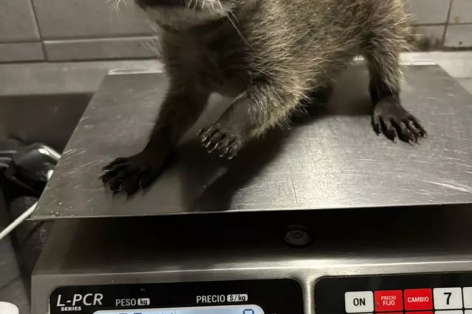 RECUPERACIÓN EXITOSA DE CRÍA DE MAPACHE DESTACA LABOR DE ATENCIÓN A FAUNA SILVESTRE DEL GRAN ACUARIO