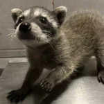 RECUPERACIÓN EXITOSA DE CRÍA DE MAPACHE DESTACA LABOR DE ATENCIÓN A FAUNA SILVESTRE DEL GRAN ACUARIO