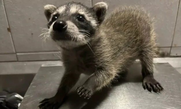 RECUPERACIÓN EXITOSA DE CRÍA DE MAPACHE DESTACA LABOR DE ATENCIÓN A FAUNA SILVESTRE DEL GRAN ACUARIO