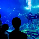 GRAN ACUARIO MAZATLÁN UNA CONEXIÓN ÚNICA CON LA VIDA MARINA