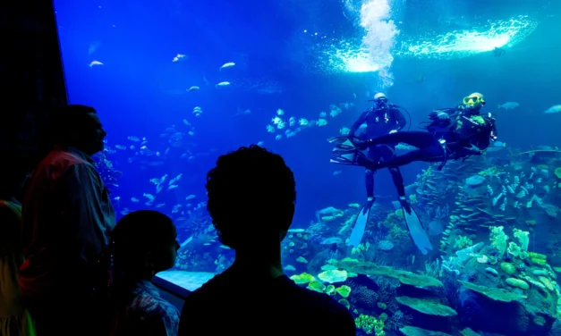 GRAN ACUARIO MAZATLÁN UNA CONEXIÓN ÚNICA CON LA VIDA MARINA