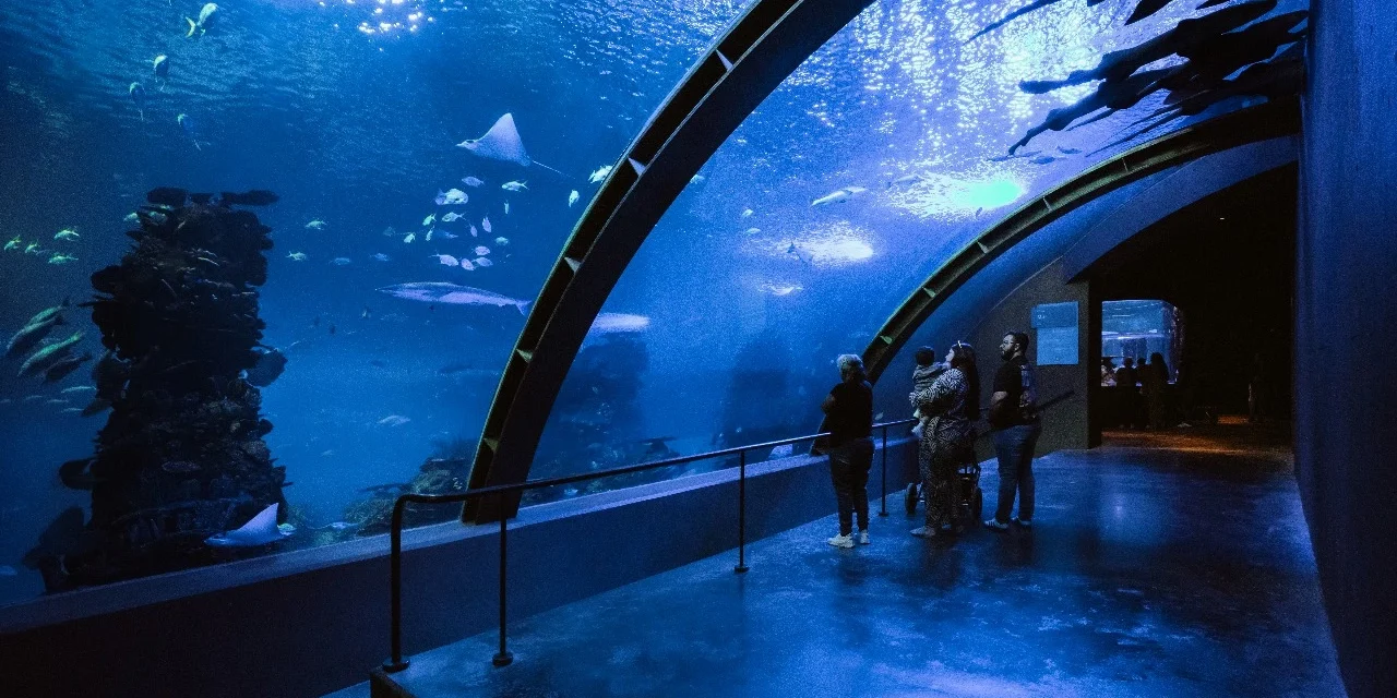 GRAN ACUARIO MAZATLÁN: A LA ALTURA DE LOS GRANDES ÍCONOS TURÍSTICOS DE MÉXICO