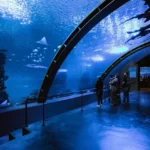 GRAN ACUARIO MAZATLÁN: A LA ALTURA DE LOS GRANDES ÍCONOS TURÍSTICOS DE MÉXICO