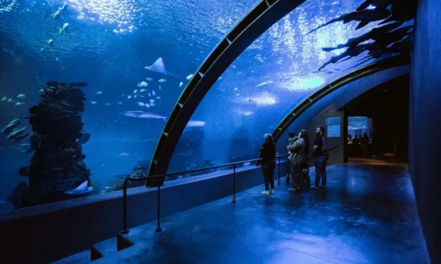 GRAN ACUARIO MAZATLÁN: A LA ALTURA DE LOS GRANDES ÍCONOS TURÍSTICOS DE MÉXICO