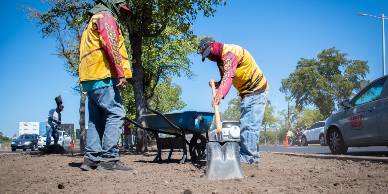 AVANZA REHABILITACIÓN DE CAMELLÓN EN BULEVAR JOSÉ LIMÓN
