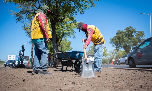 AVANZA REHABILITACIÓN DE CAMELLÓN EN BULEVAR JOSÉ LIMÓN