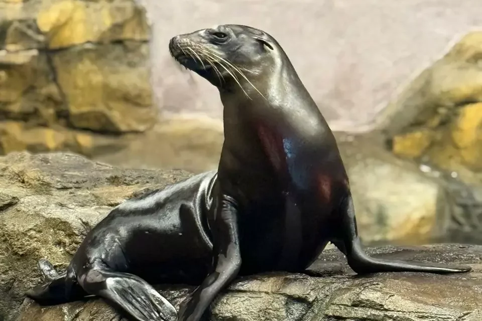 EL GRAN ACUARIO MAZATLÁN PRESENTA NUEVAS EXPERIENCIAS Y EMBAJADORES A SUS VISITANTES