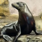 EL GRAN ACUARIO MAZATLÁN PRESENTA NUEVAS EXPERIENCIAS Y EMBAJADORES A SUS VISITANTES